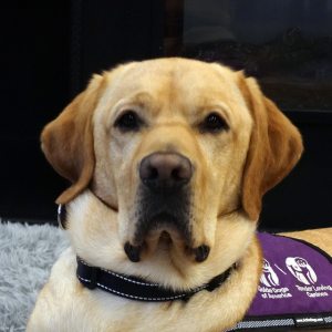 Staff Photo of Certified Assistance Dog